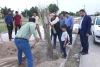درخت نخل هنرمندان تئاتر در شهرستان بهبهان کاشته شد 4