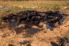 همراهی هنرمندان ایران با هموطنان خوزستانی در بحران 3