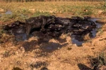 همراهی هنرمندان ایران با هموطنان خوزستانی در بحران 3