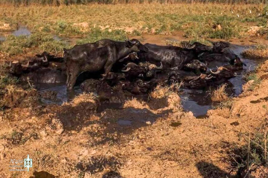 همراهی هنرمندان ایران با هموطنان خوزستانی در بحران 3