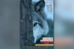 اجرای نمایش «هم نفس با گرگ» در تالار آفتاب اهواز 2